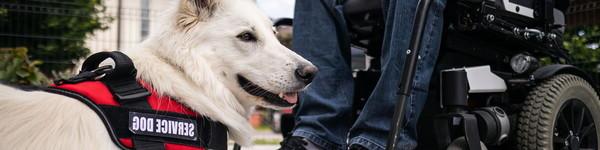 坐轮椅的人带着一条服务犬.