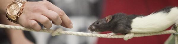 一只拴在绳子上的黑白老鼠被手拿着零食引诱.